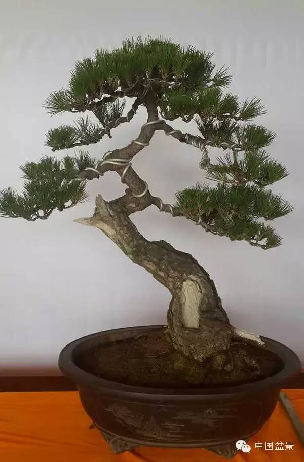 商州盆景展部分作品欣赏