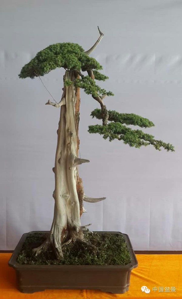 商州盆景展部分作品欣赏