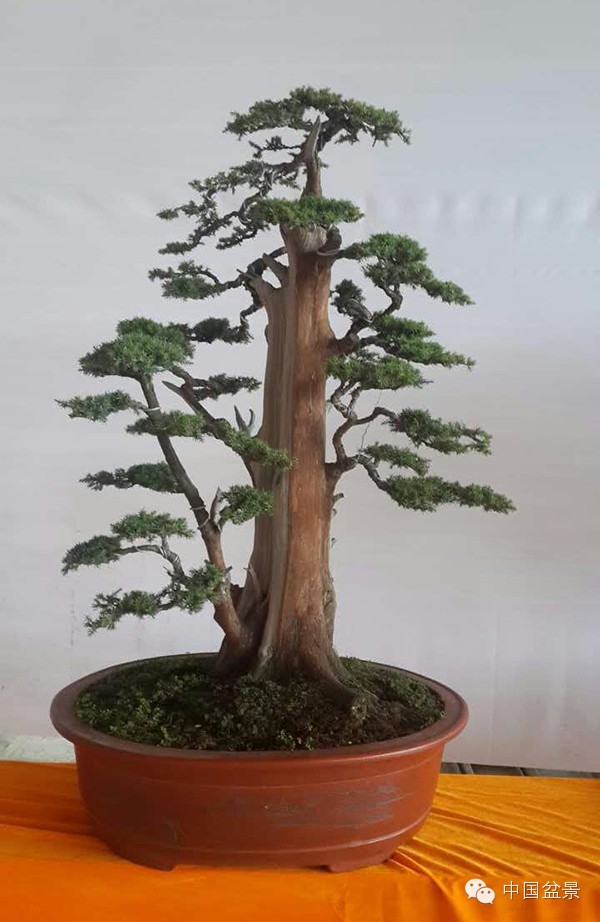 商州盆景展部分作品欣赏