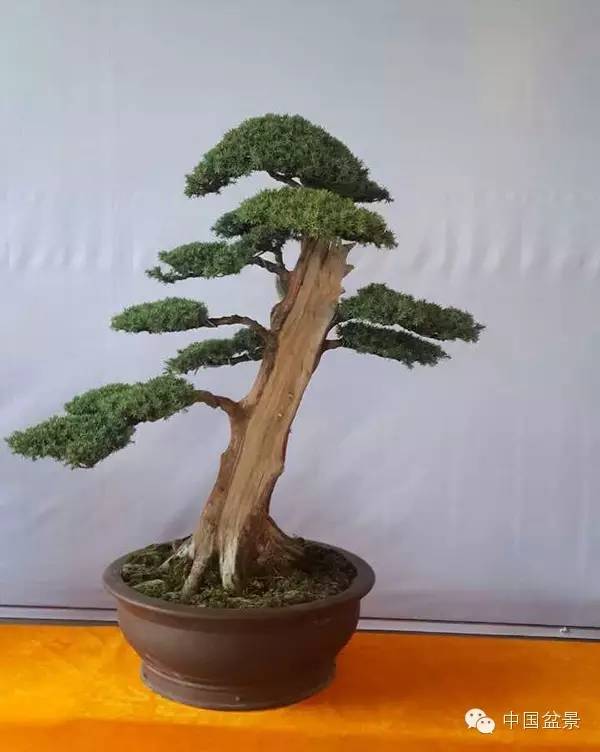 商州盆景展部分作品欣赏