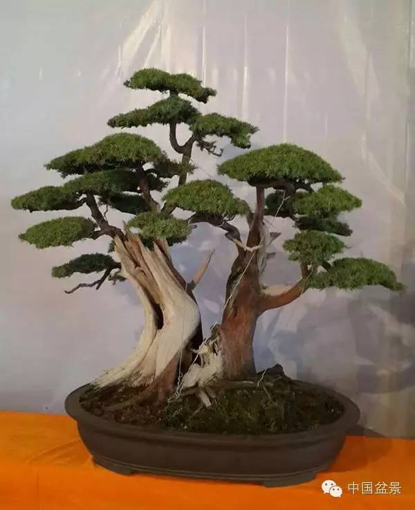 商州盆景展部分作品欣赏