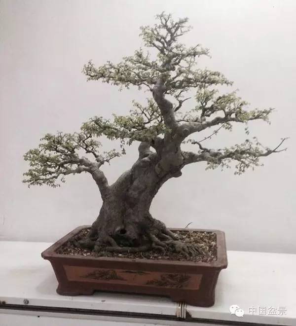 盆景佳作欣赏与盆景修剪感言