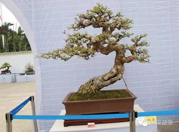 盆景佳作欣赏与盆景修剪感言