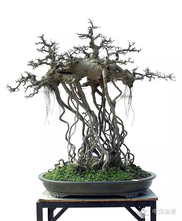 盆景佳作欣赏与盆景修剪感言