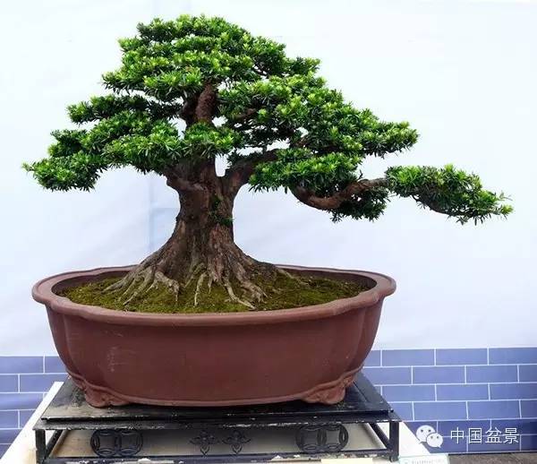 盆景佳作欣赏与盆景修剪感言