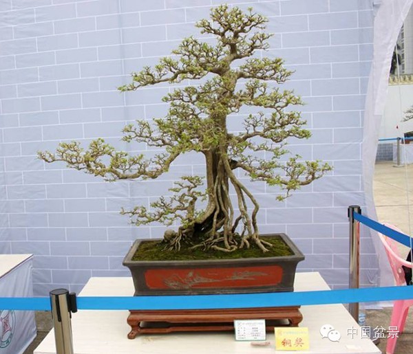 盆景佳作欣赏与盆景修剪感言