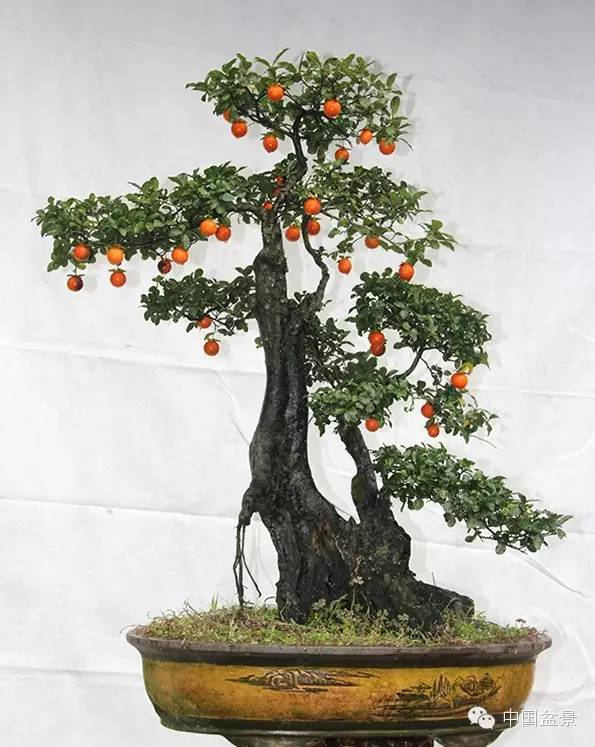 盆景佳作欣赏与盆景修剪感言