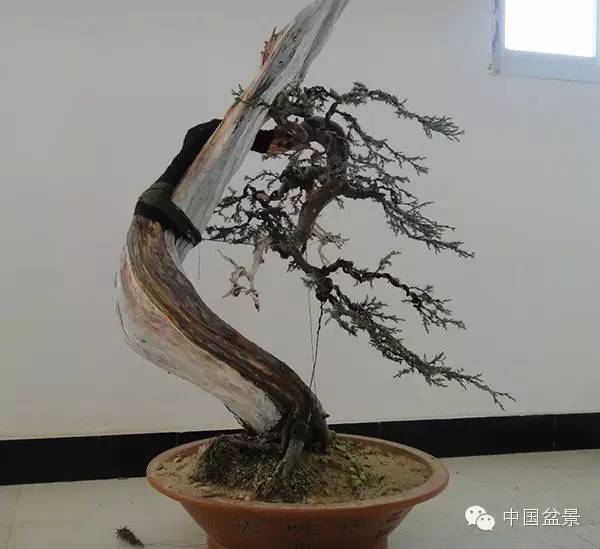 盆景佳作欣赏与盆景修剪感言