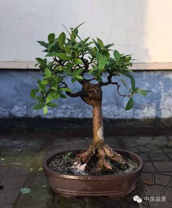 学习盆景制作 感受自然之美