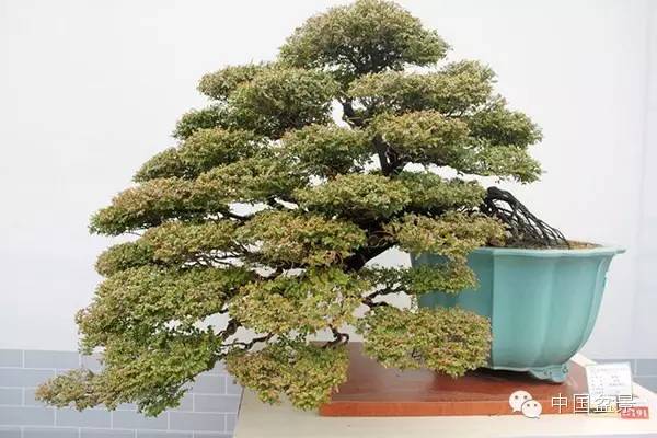 学习盆景制作 感受自然之美