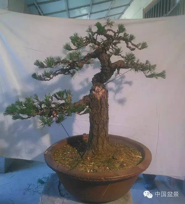 学习盆景制作 感受自然之美