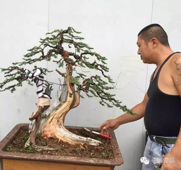 学习盆景制作 感受自然之美