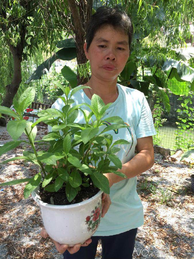 奥运蔬菜盆景可赏可吃无公害