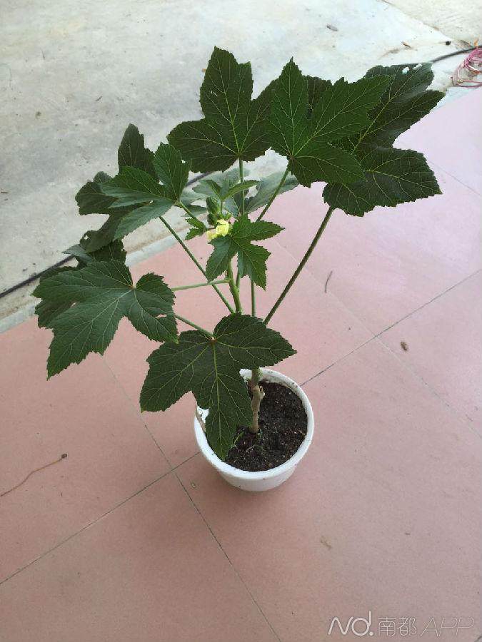 奥运蔬菜盆景可赏可吃无公害