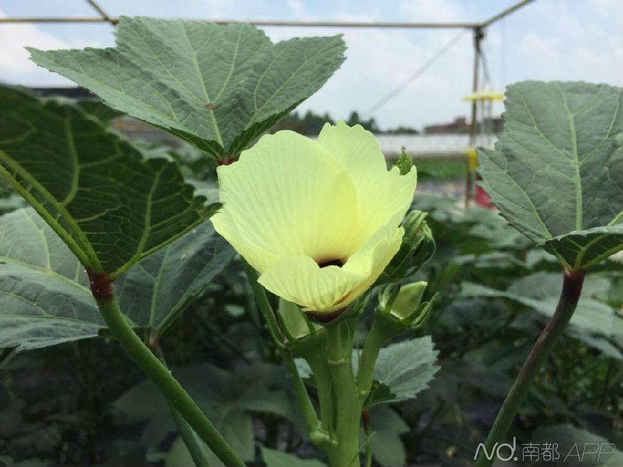 奥运蔬菜盆景可赏可吃无公害