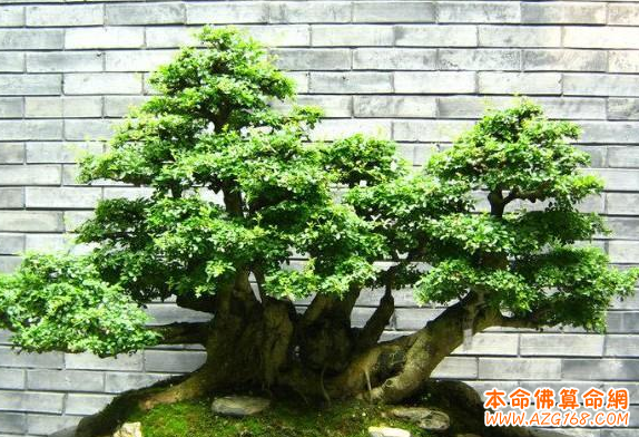 榕树盆景风水详解