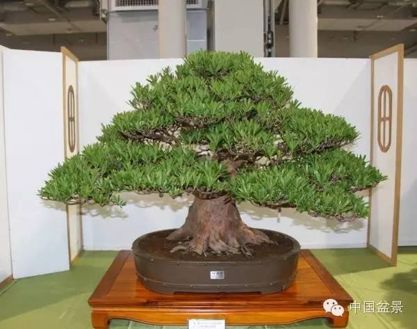 台湾盆景欣赏与伪盆景之说