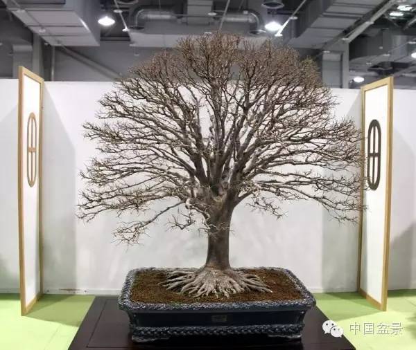 台湾盆景欣赏与伪盆景之说