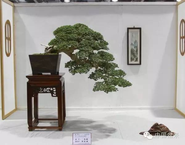 台湾盆景欣赏与伪盆景之说
