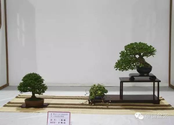 台湾盆景欣赏与伪盆景之说