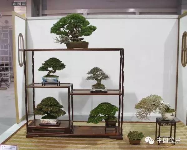 台湾盆景欣赏与伪盆景之说