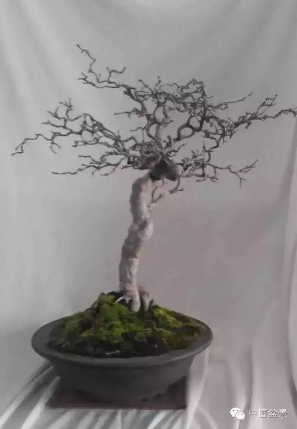 台湾盆景欣赏与伪盆景之说