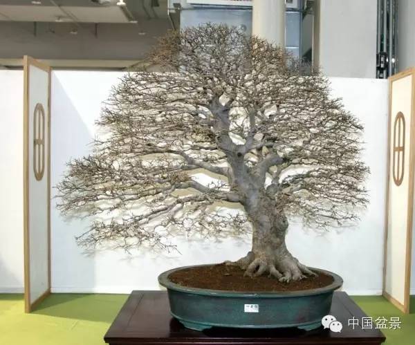 台湾盆景欣赏与伪盆景之说