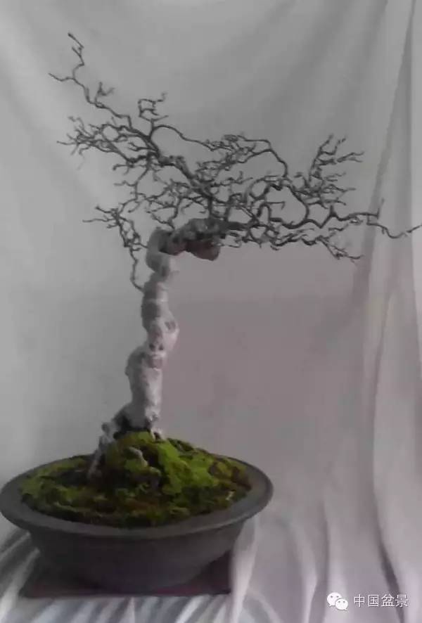 台湾盆景欣赏与伪盆景之说