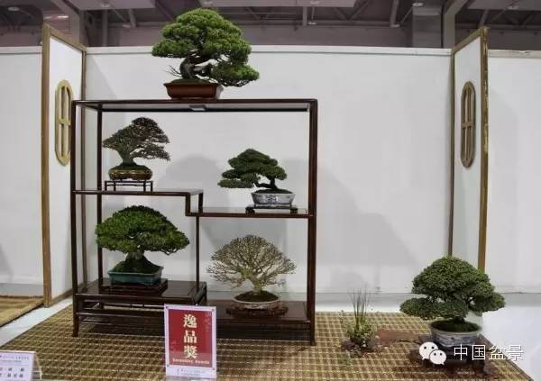 台湾盆景欣赏与伪盆景之说