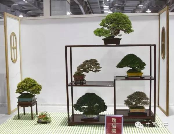台湾盆景欣赏与伪盆景之说