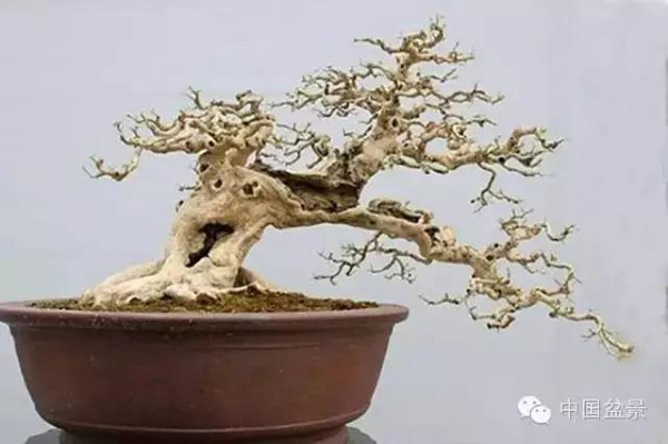 台湾盆景欣赏与伪盆景之说