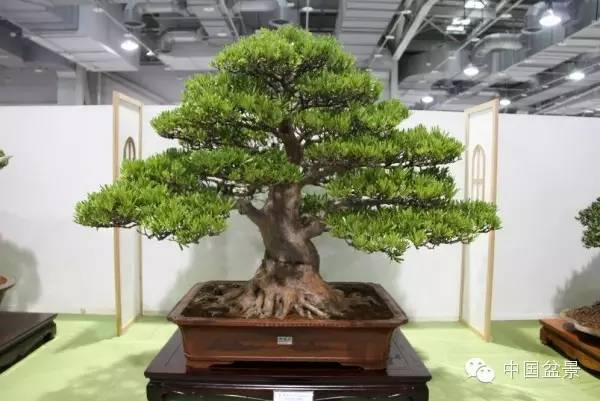 台湾盆景欣赏与伪盆景之说