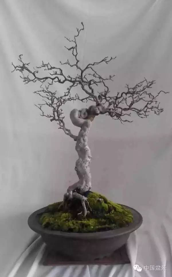 台湾盆景欣赏与伪盆景之说