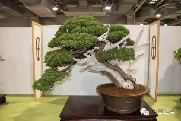 台湾盆景欣赏与伪盆景之说