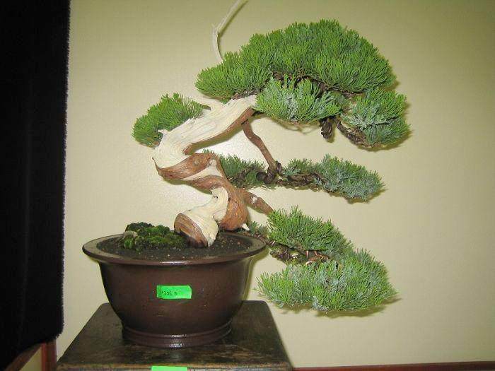 马来西亚首届盆景展览会