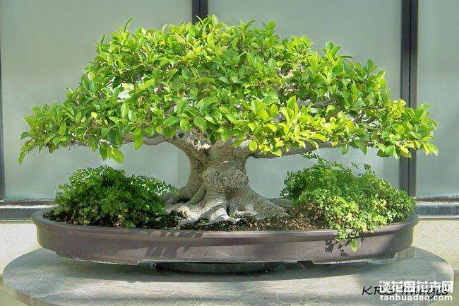 马来西亚种出世界最小盆景园