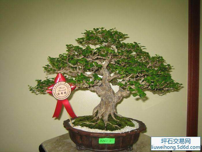 记马来西亚（吉打）首届盆景古石展赛会