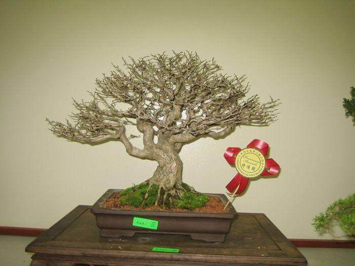 马来西亚首届盆景展