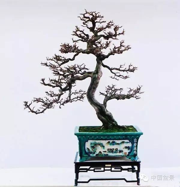 台湾盆景欣赏与盆友感言