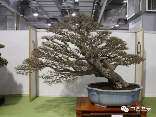 台湾盆景欣赏与盆友感言