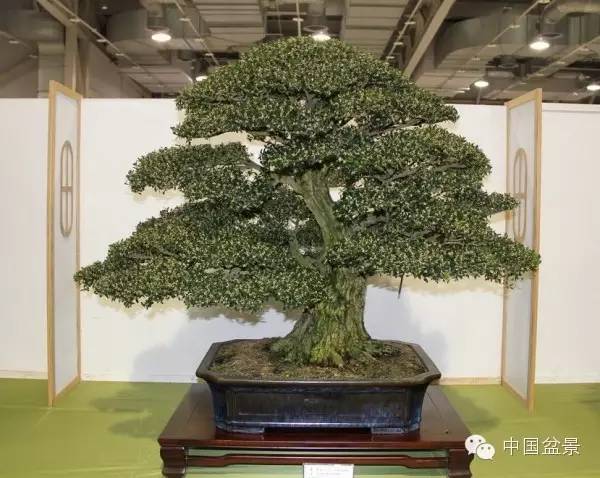 台湾盆景欣赏与盆友感言