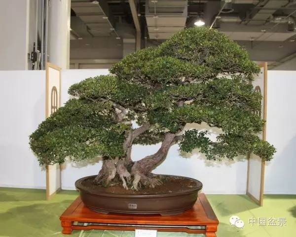 台湾盆景欣赏与盆友感言