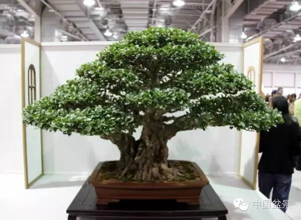 台湾盆景欣赏与盆友感言