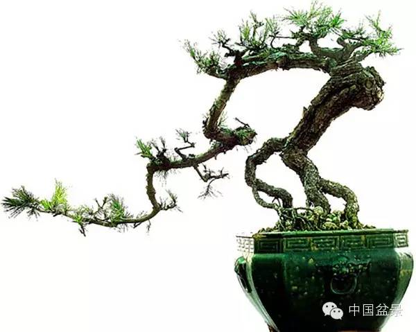 台湾盆景欣赏与盆友感言