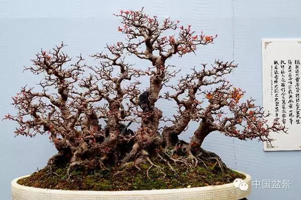 台湾盆景欣赏与盆友感言