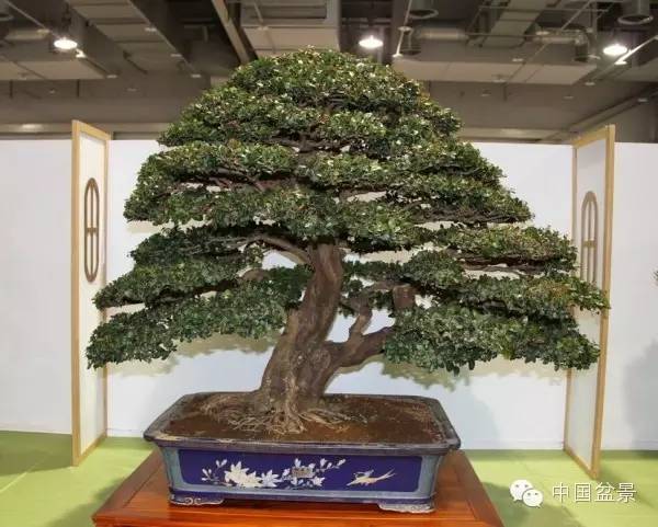 台湾盆景欣赏与盆友感言