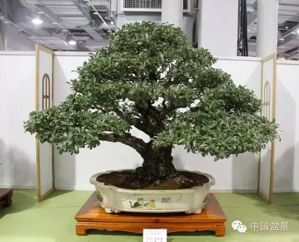 台湾盆景欣赏与盆友感言