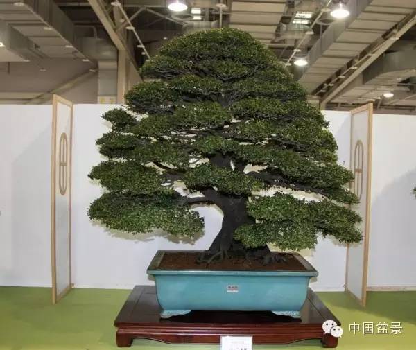 台湾盆景欣赏与盆友感言