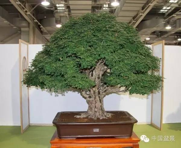 台湾盆景欣赏与盆友感言