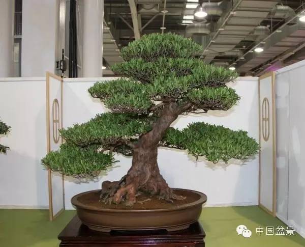 台湾盆景欣赏与盆友感言